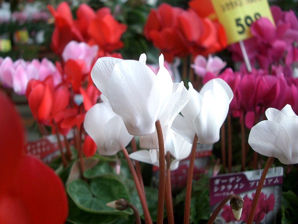 売り場の花その9