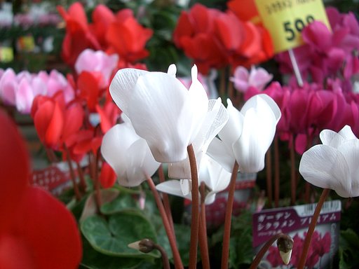 売り場の花その9