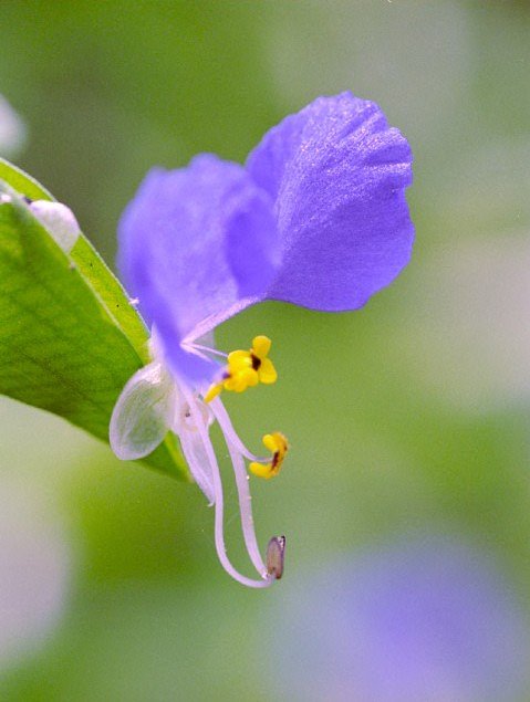 つゆ草