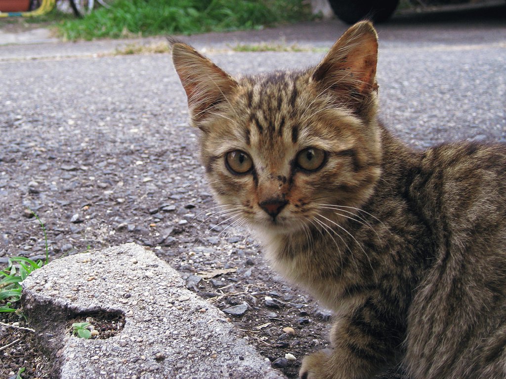 野良こねこ