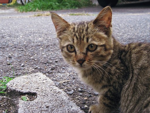 野良こねこ