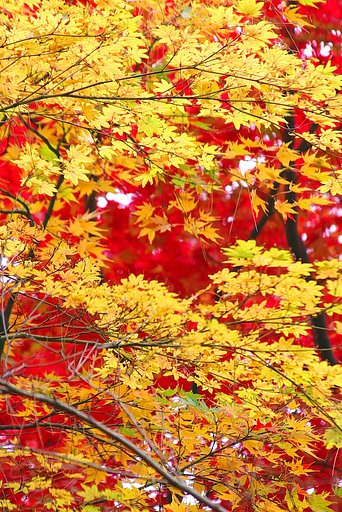 【2008】紅葉・・・華やかに