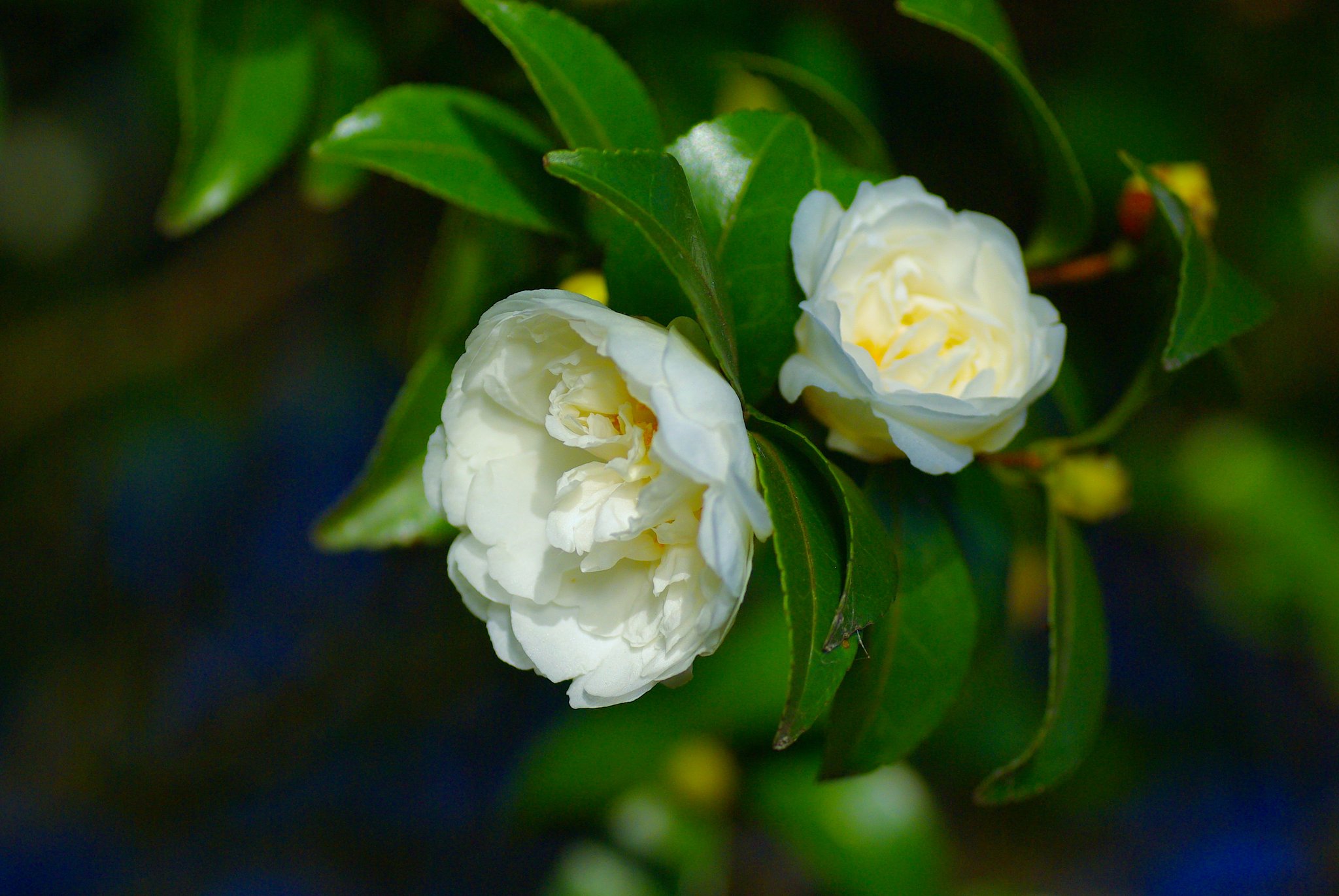 白い山茶花