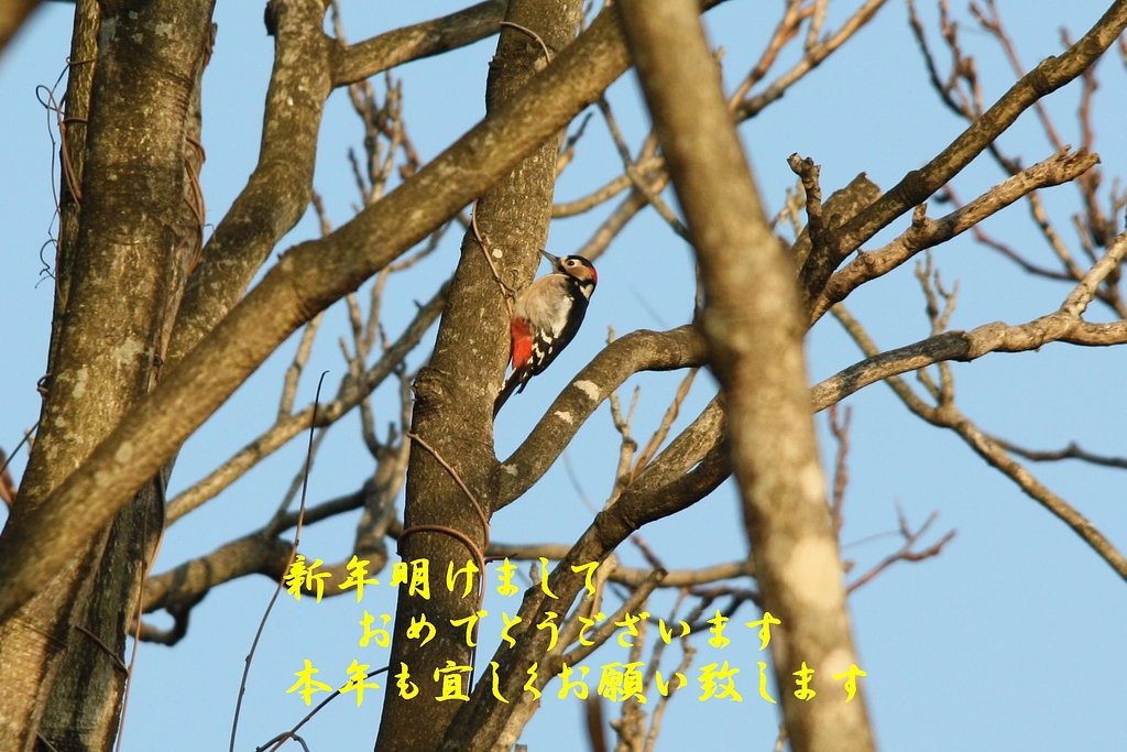 今年もコツコツ
