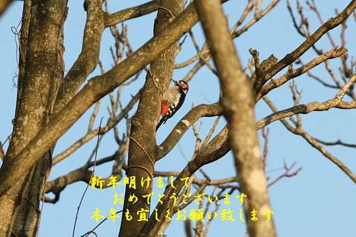 今年もコツコツ