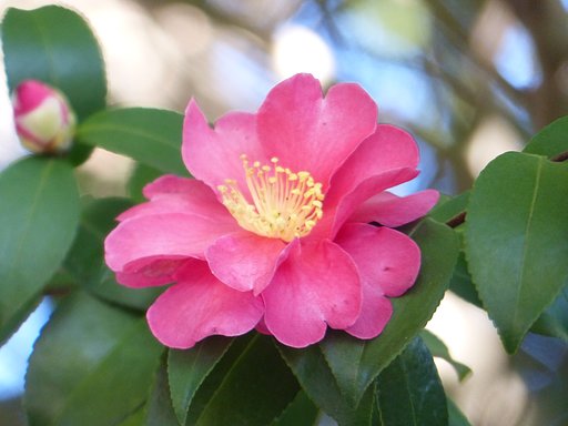 山茶花UP 2