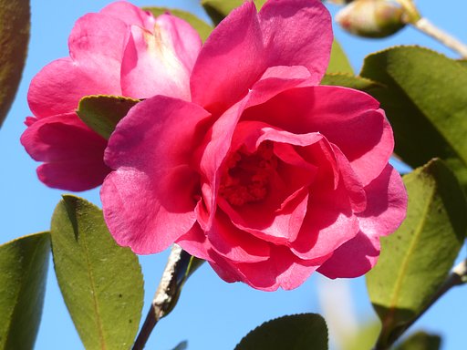 山茶花UP 1