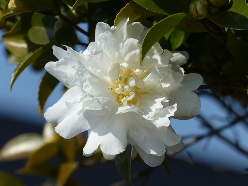 山茶花UP 3