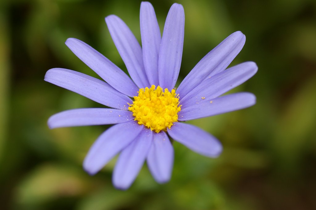 近所の花　其の2