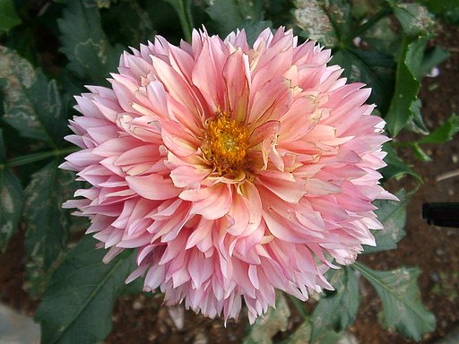 ★初秋の花々-１０ ダリア⑩