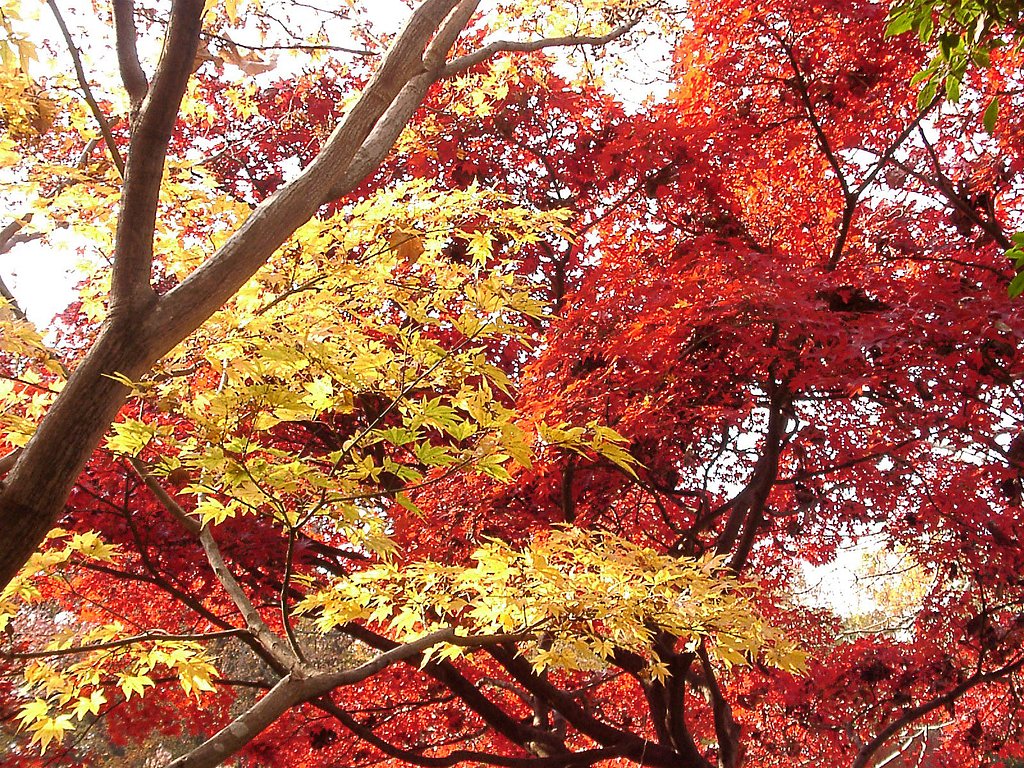 ◆紅葉スケッチ-56 神代植物公園⑯