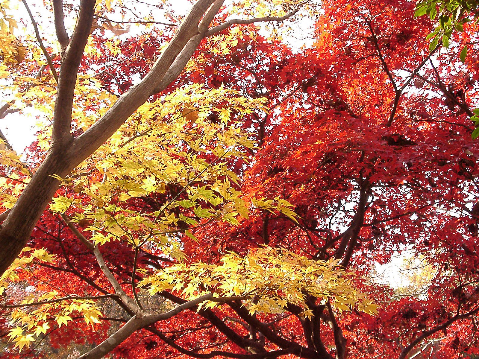 ◆紅葉スケッチ-56 神代植物公園⑯