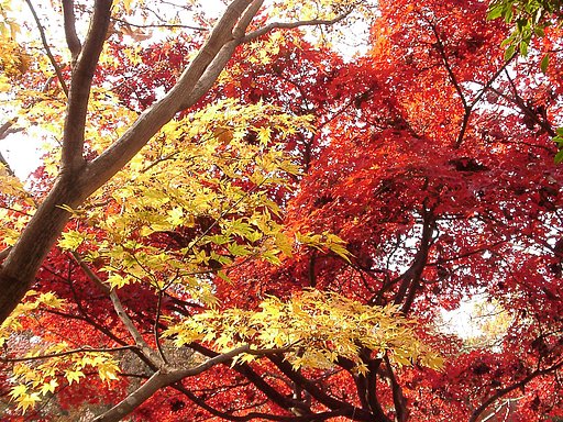 ◆紅葉スケッチ-56 神代植物公園⑯