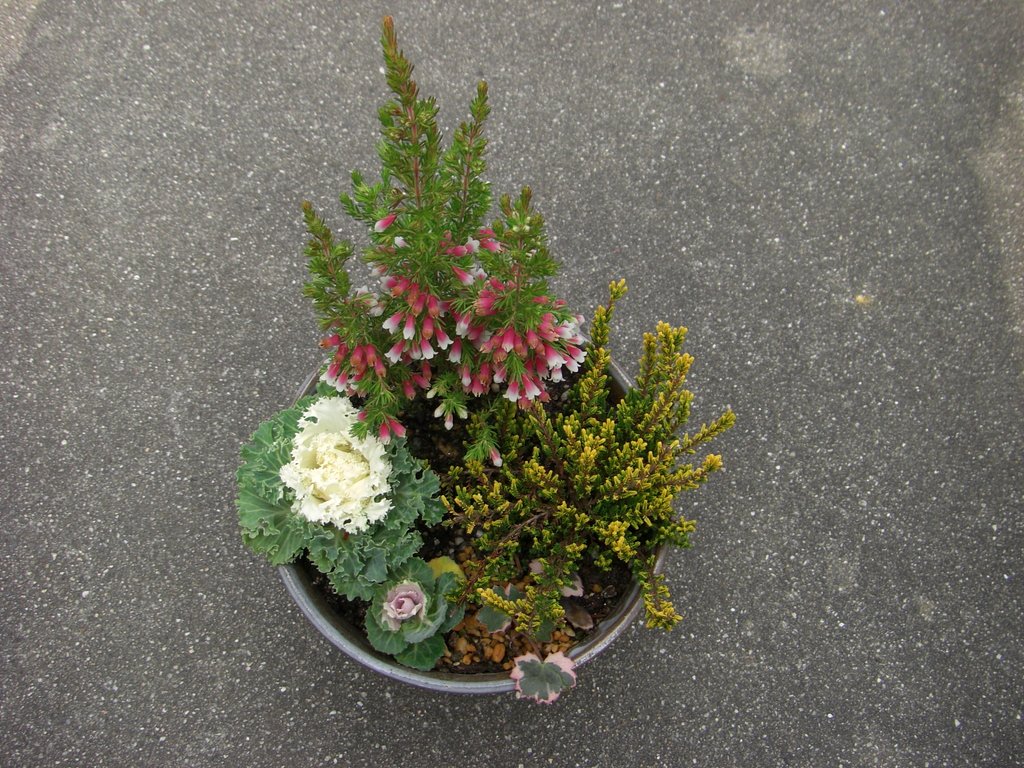 寄せ植えをしてみました