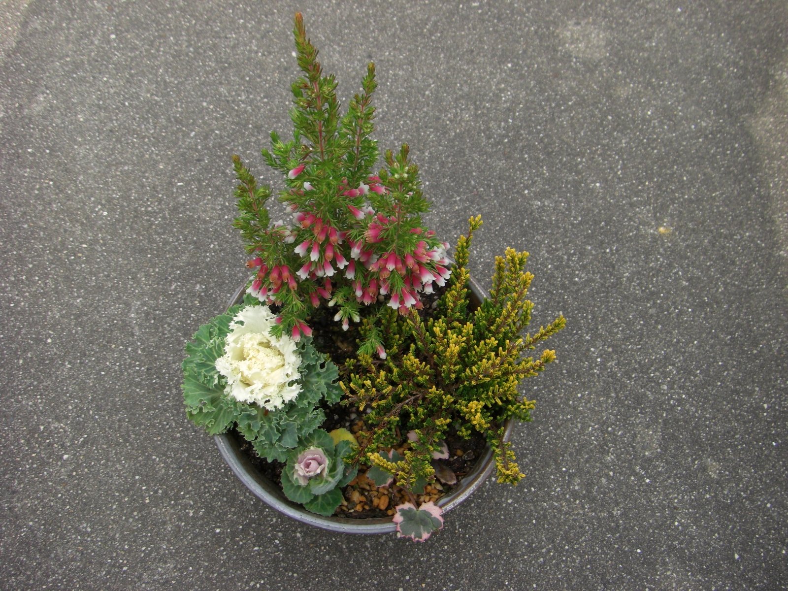 寄せ植えをしてみました