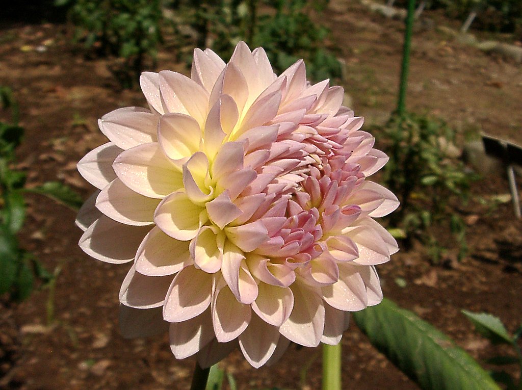 ★初秋の花々-12 ダリア⑫