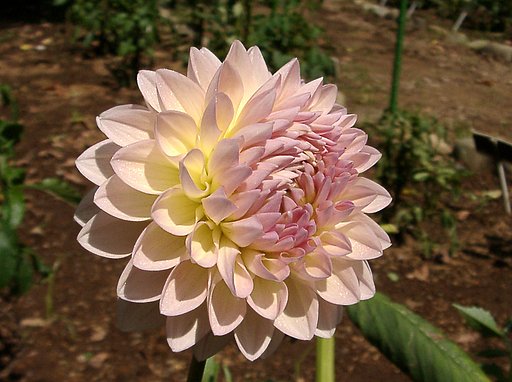 ★初秋の花々-12 ダリア⑫