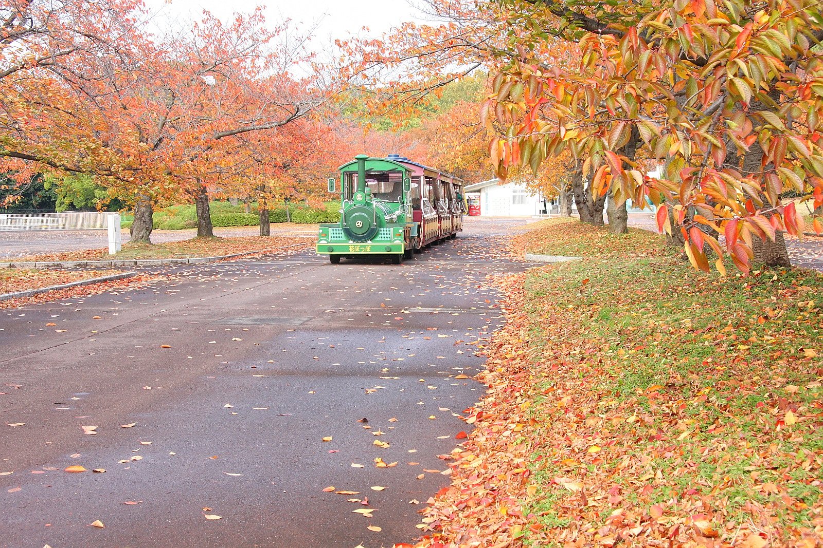 桜紅葉