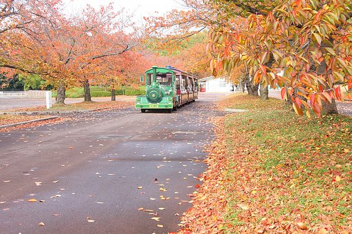 桜紅葉