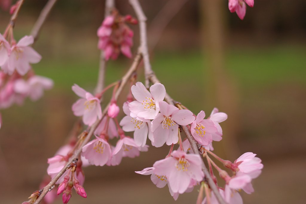 枝垂桜