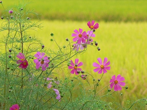 【トキメキの色】稲とコスモス