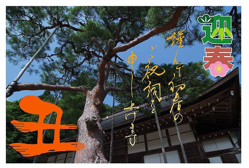 迎春