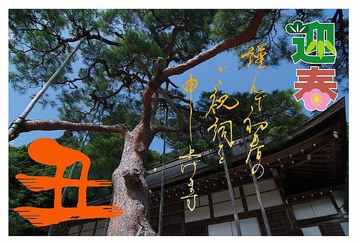 迎春