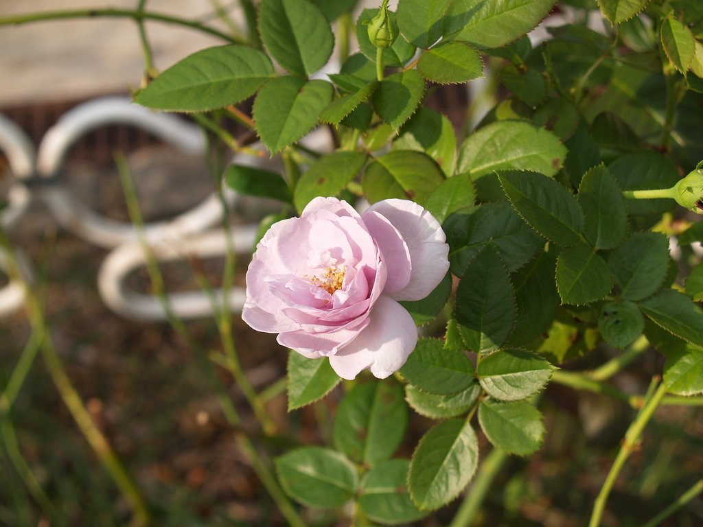 薔薇にはトゲが