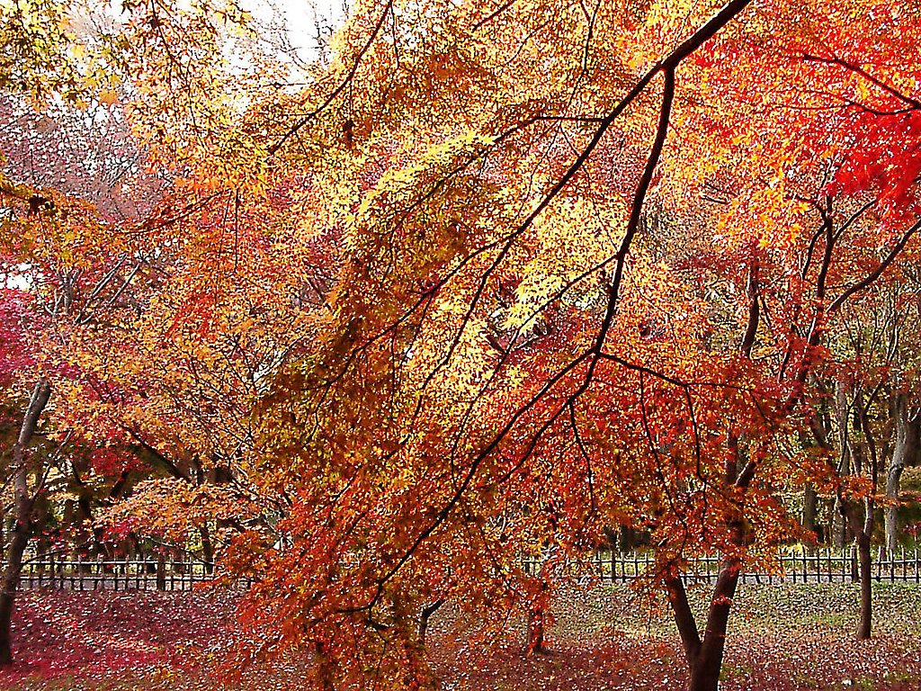 ◆紅葉スケッチ-58 神代植物公園⑱