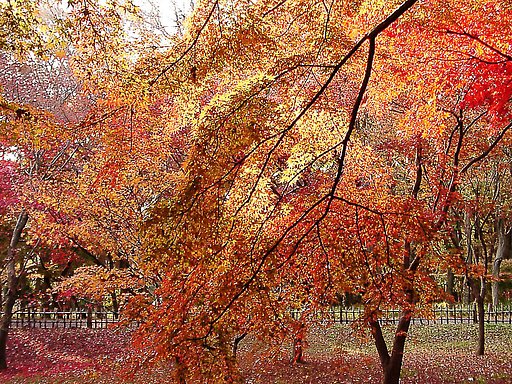 ◆紅葉スケッチ-58 神代植物公園⑱