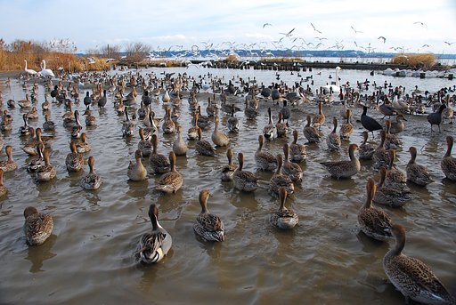 鳥たちの群れ