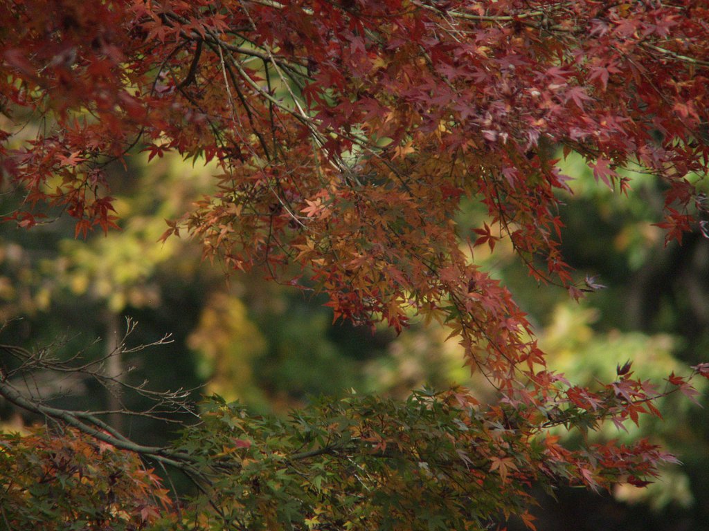 S公園の紅葉