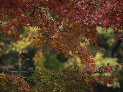 S公園の紅葉