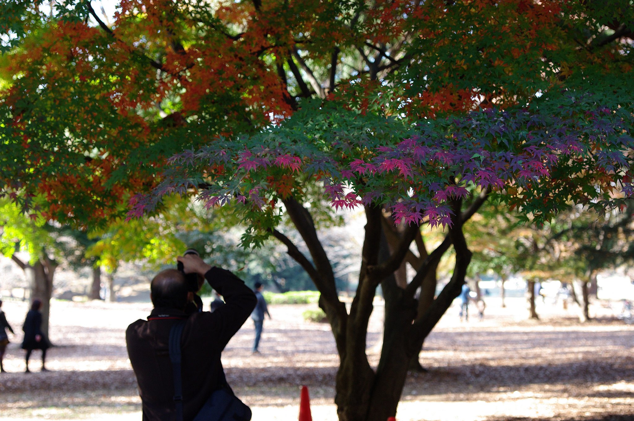 紅葉カメラマン