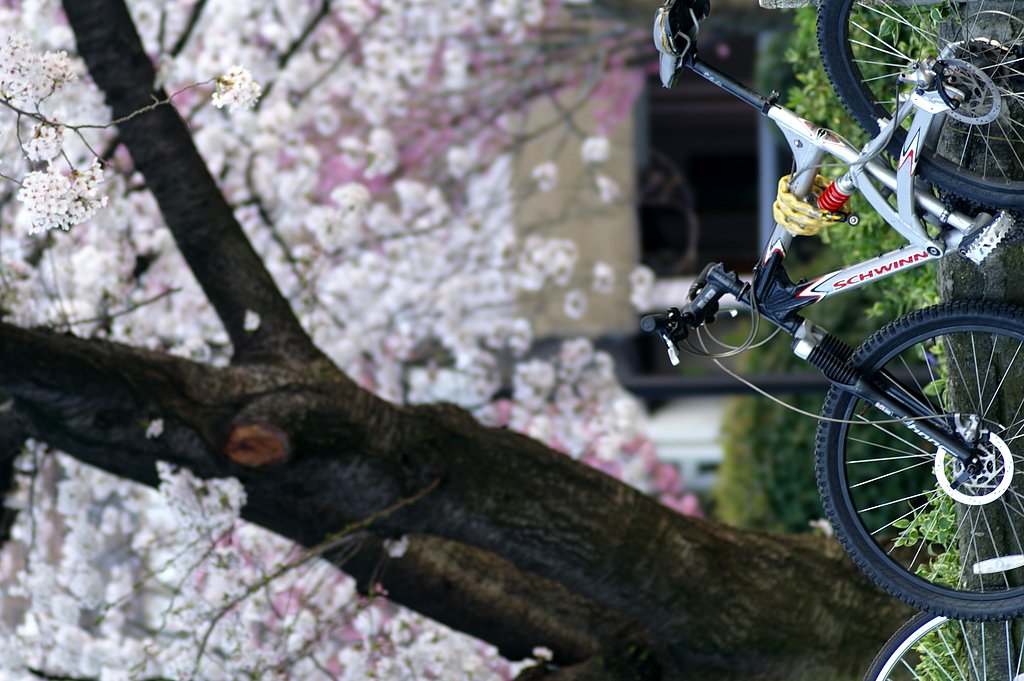 SAKURA
