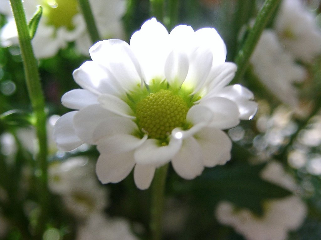 キクの花