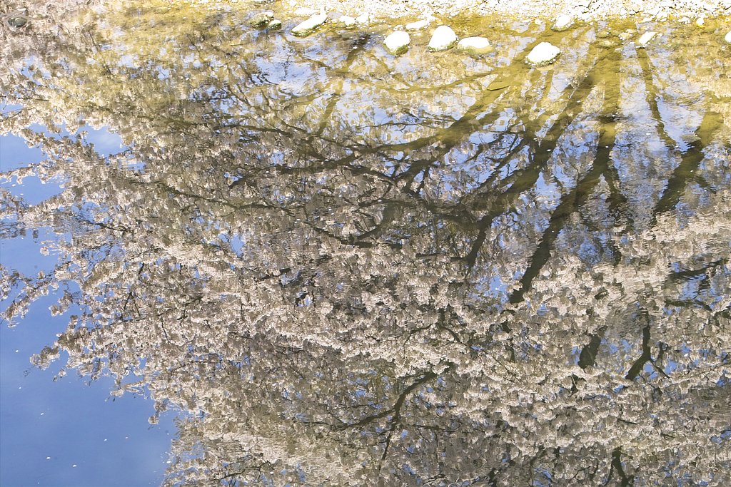 逆さ桜