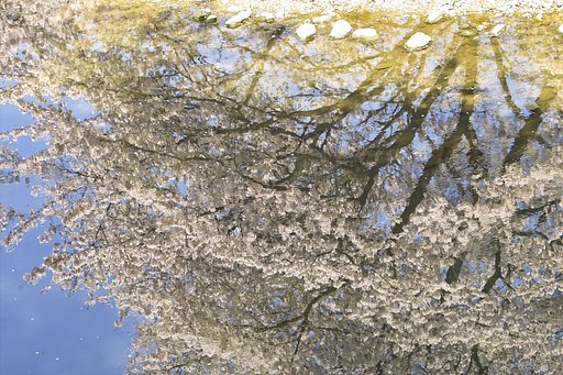逆さ桜