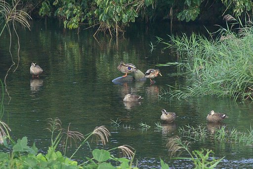 カルガモとマガモの朝の風景