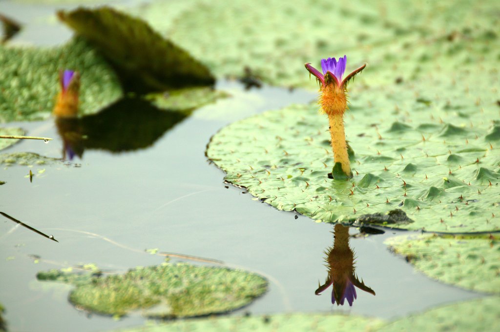 蓮が終わってオニバスの花が咲き出しました