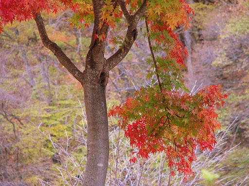 なごりの紅葉