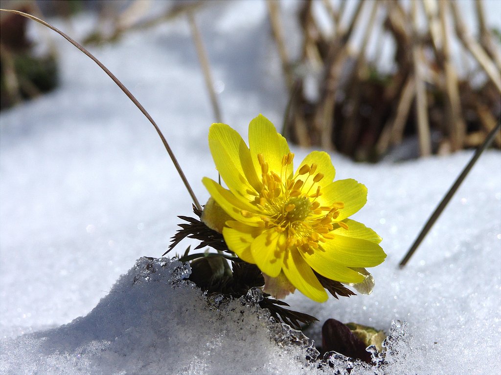 幸せを呼ぶ花