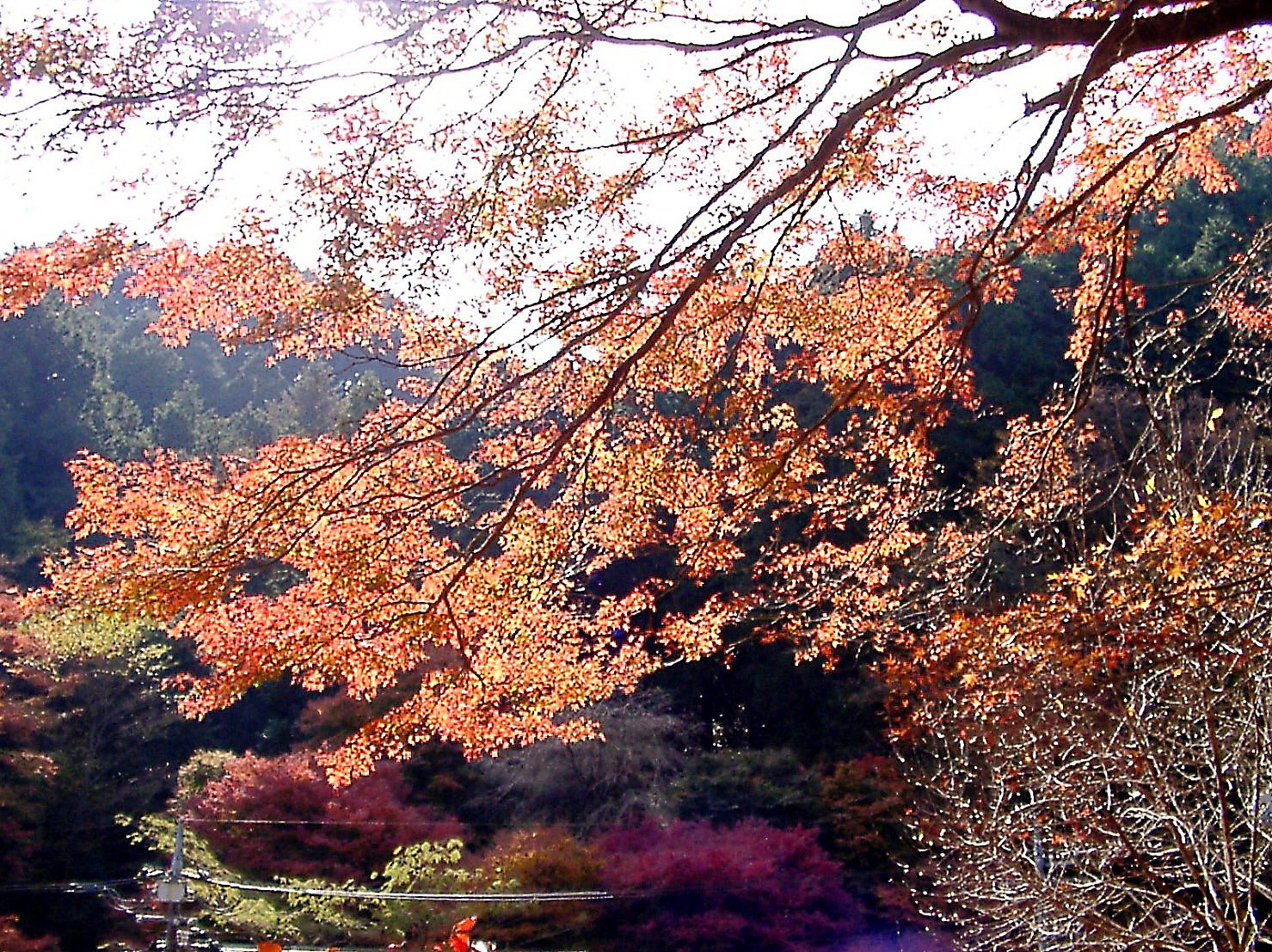 ◆紅葉スケッチ-12 高尾山⑧