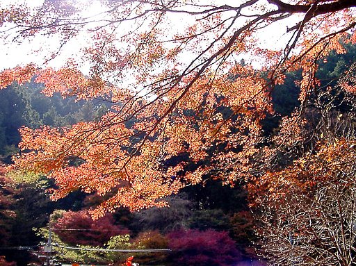 ◆紅葉スケッチ-12 高尾山⑧