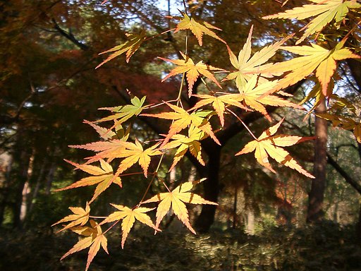 ◆紅葉スケッチ-46 神代植物公園⑥