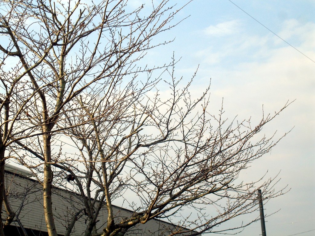 春を待つ