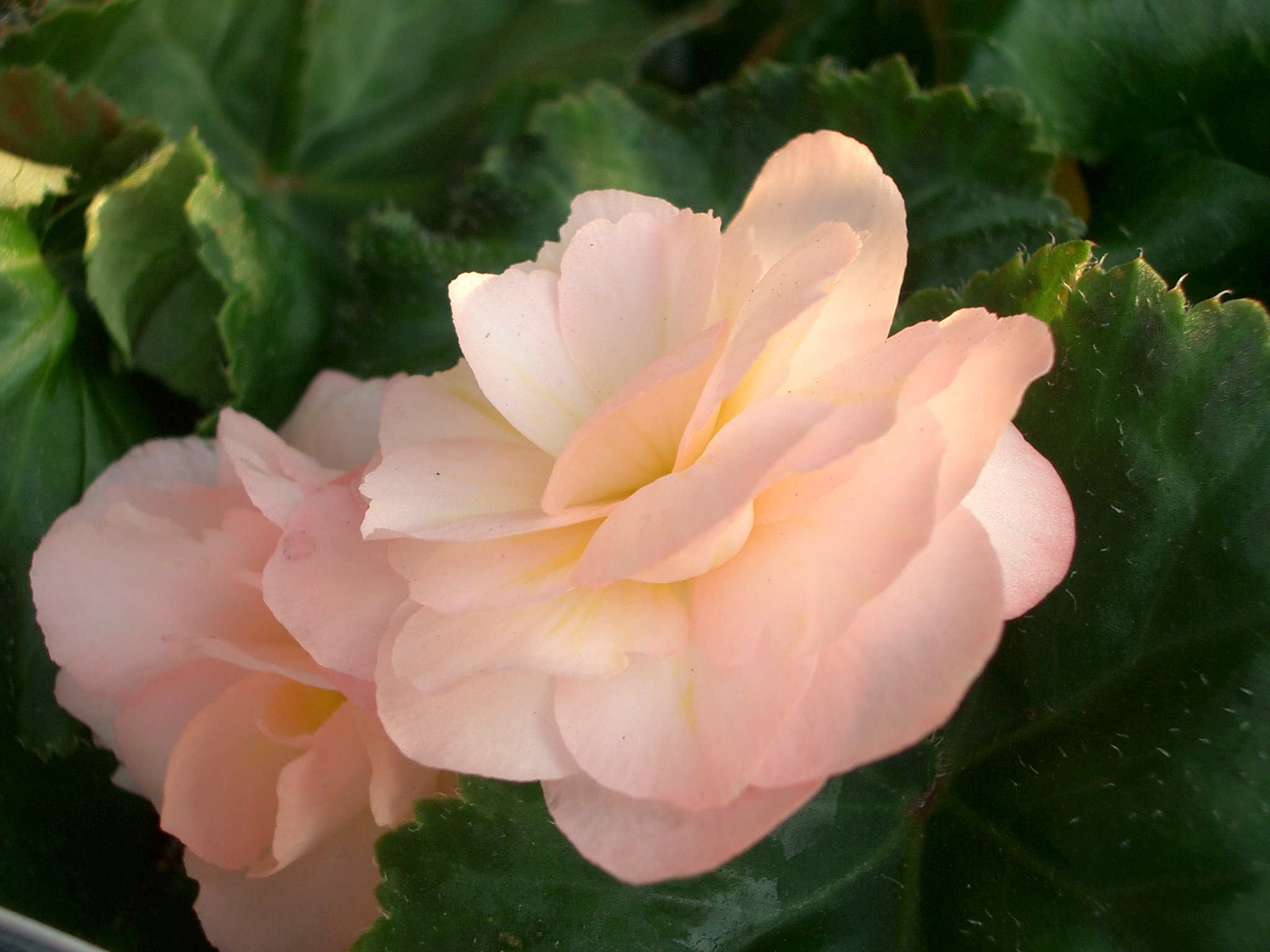 売り場の花その３