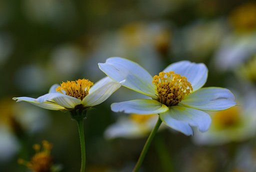散歩で見た素敵な花④