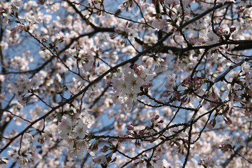 eosの桜