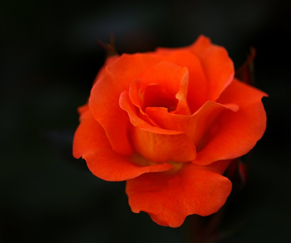 妖花